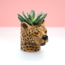 Leopard Plant And Pen Pot - Purchase Online UK