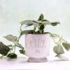 White Face Plant Pot - For Sale Online UK