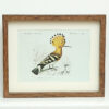 Vintage Bird Art Print - Buy Online UK