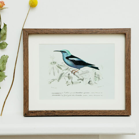 Birds Of Paradise Framed Print - Buy Online UK