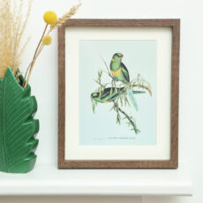 Parakeets Framed Print - Buy Online UK