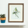 Parakeets Framed Print Small Size - Buy Online UK