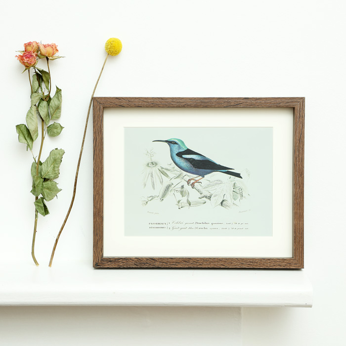 Birds of Paradise Art print - Buy Online UK