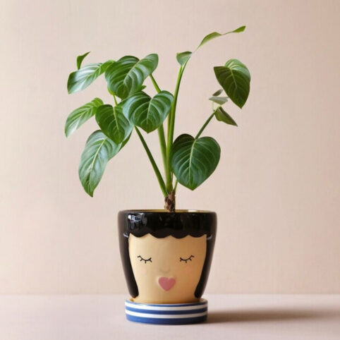 Cute Face Plant Pot With Lid - Buy Online UK